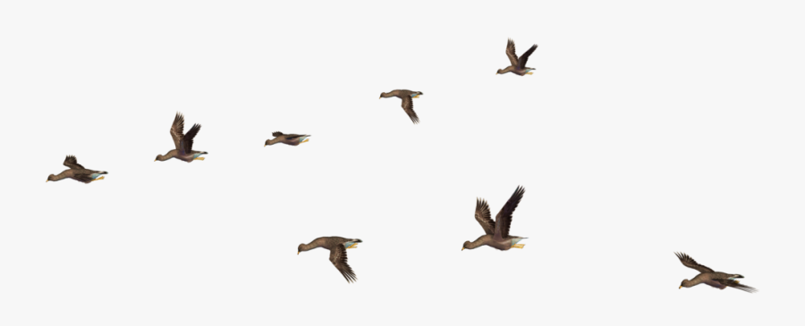 Flying Bird Png Clipart , Png Download - Flying Bird Gif Png, Transparent Clipart