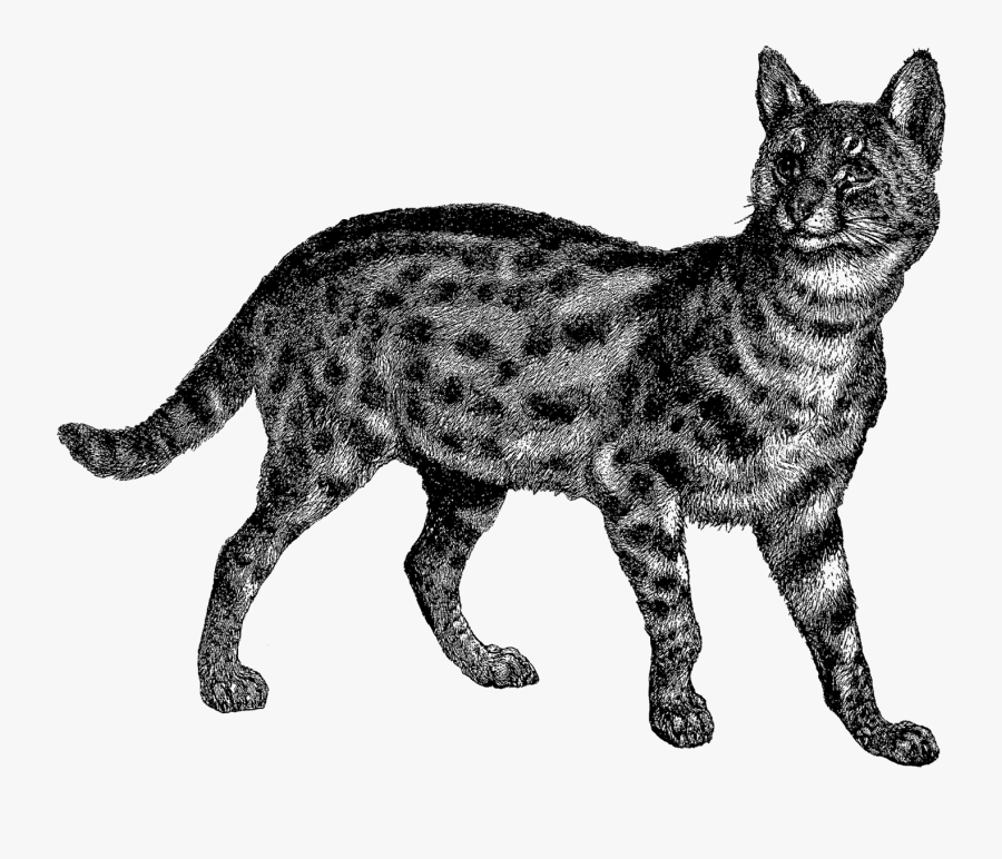 Wild Cat Png, Transparent Clipart