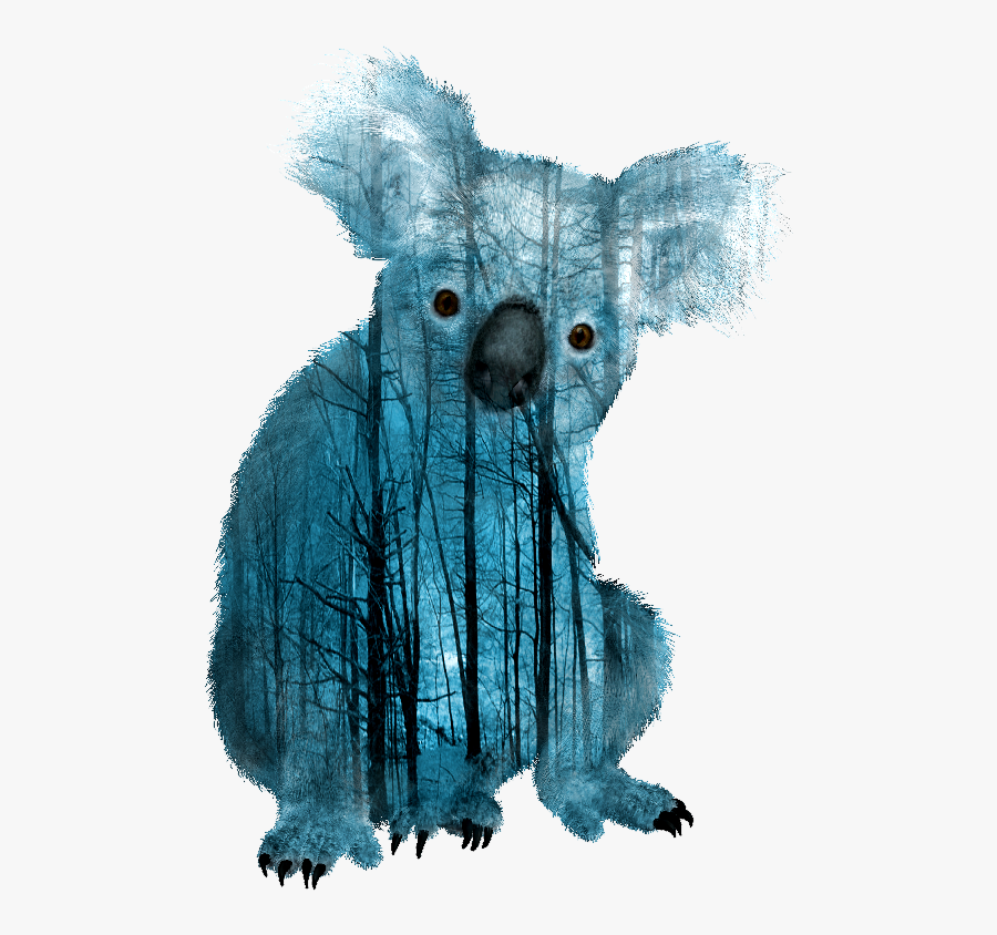 Transparent Koalas Clipart - Transparent Koala With White Background, Transparent Clipart