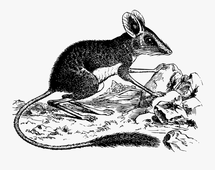 Carnivoran,hare,rodent - Marsupial, Transparent Clipart