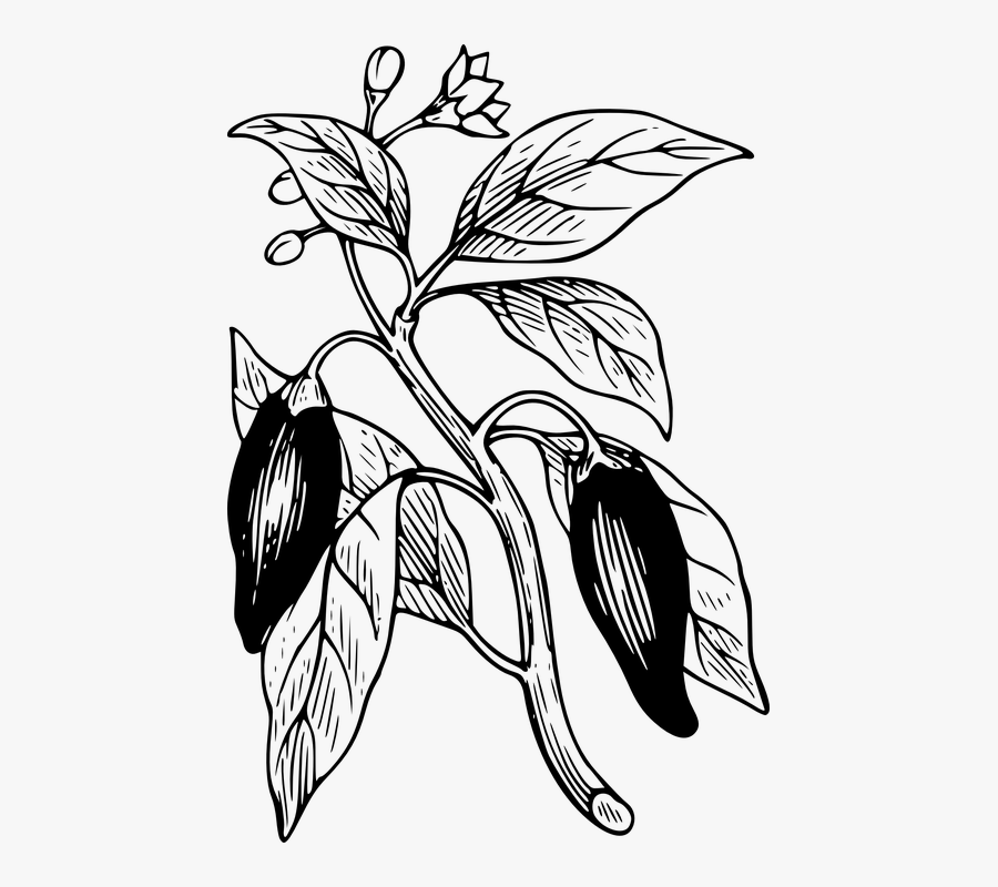 Chili Pepper Plant Drawing, Transparent Clipart