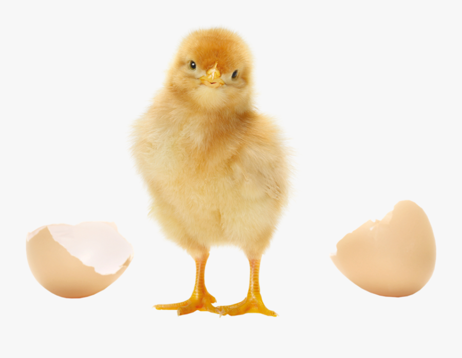 Transparent Baby Chicken Png - Chick Png, Transparent Clipart