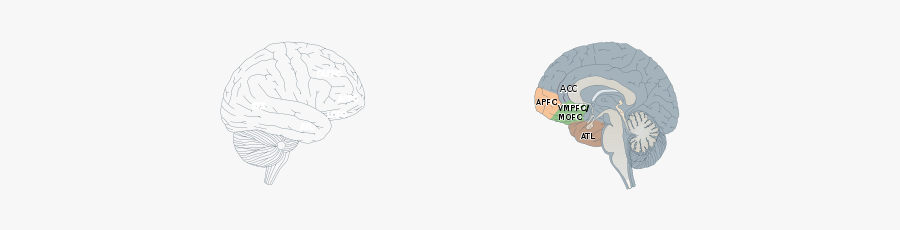 Human Brain - Sketch, Transparent Clipart