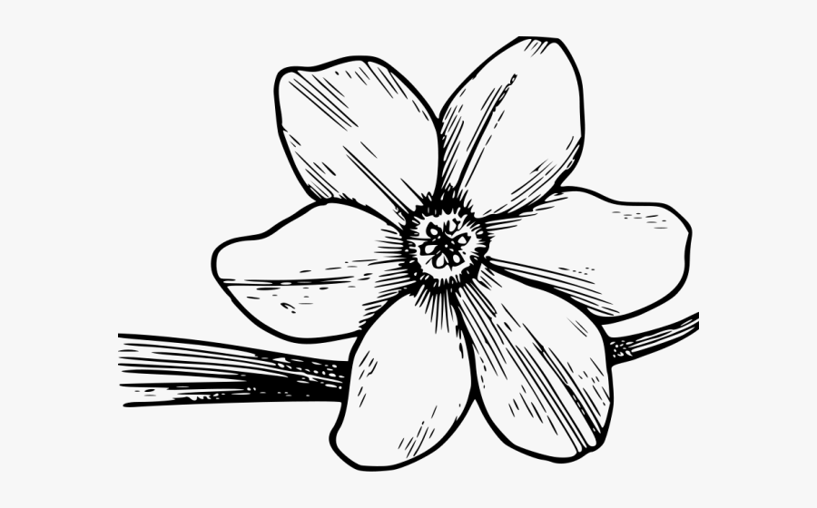 Draw Corolla In Flower, Transparent Clipart