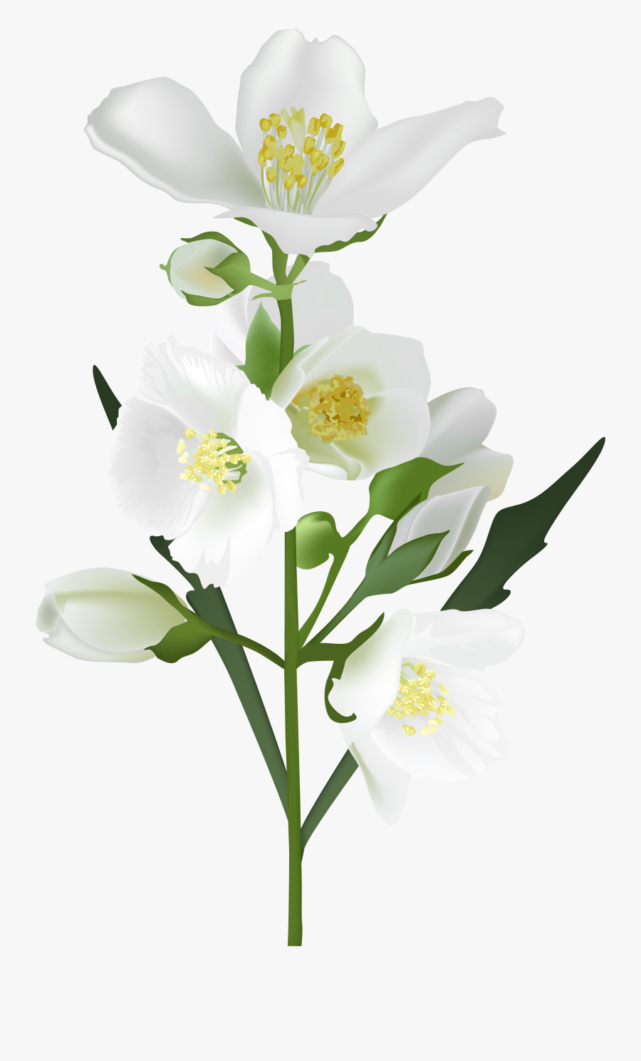 Clip Art White Clip Art Transprent - Transparent Background White Flower Png, Transparent Clipart