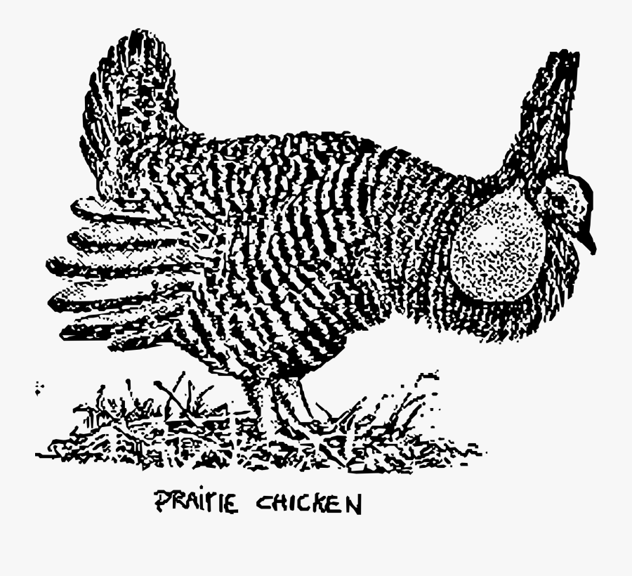 Prairie Chicken Clip Arts - Prairie Chicken Clip Art, Transparent Clipart