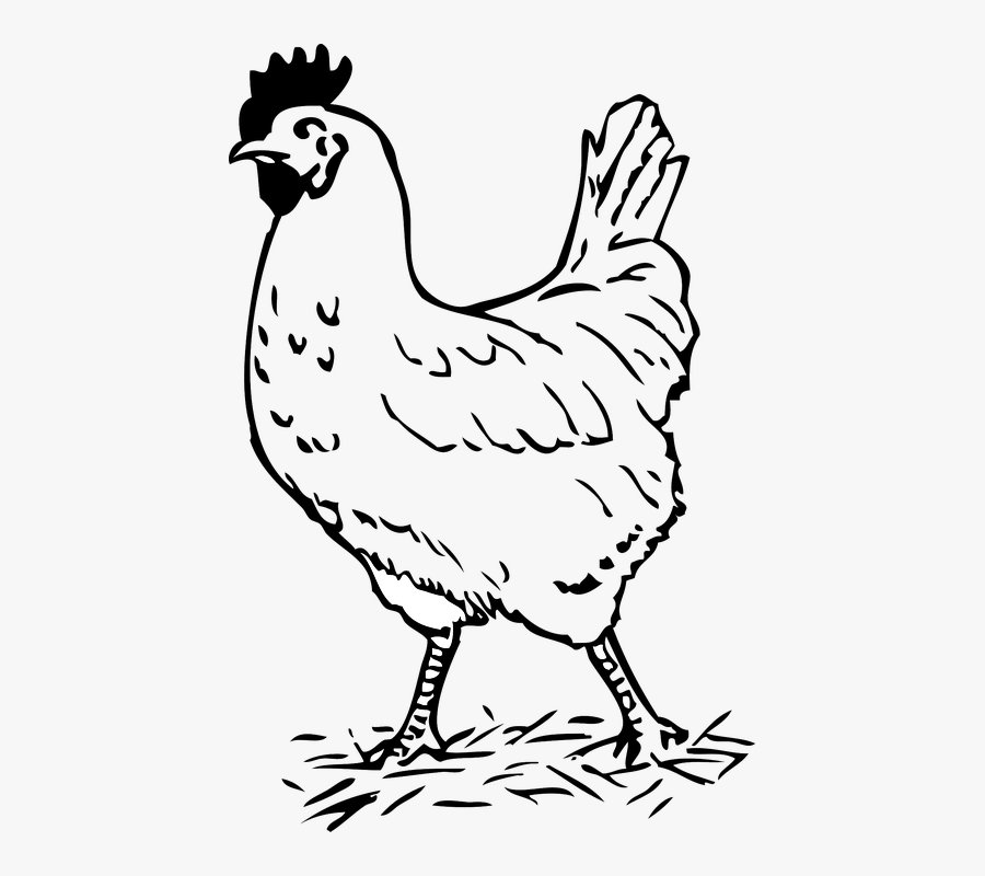 Hen Black And White, Transparent Clipart