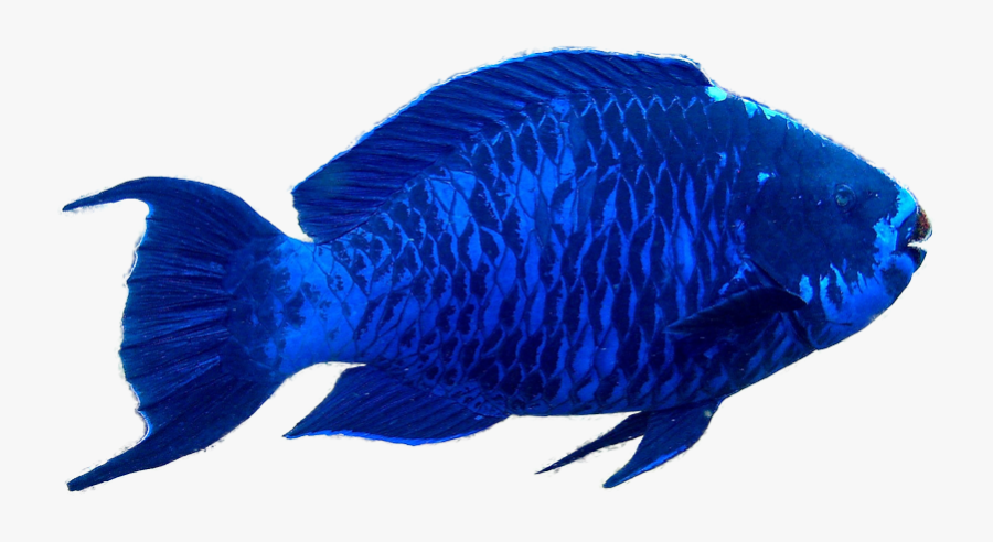 Blueparrotfish1 - Parrot Fish Clip Art, Transparent Clipart