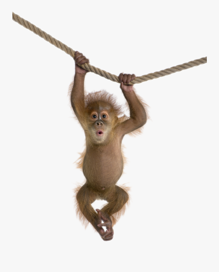 Download Monkey Free Png Photo Images And Clipart - Transparent Monkey Png, Transparent Clipart