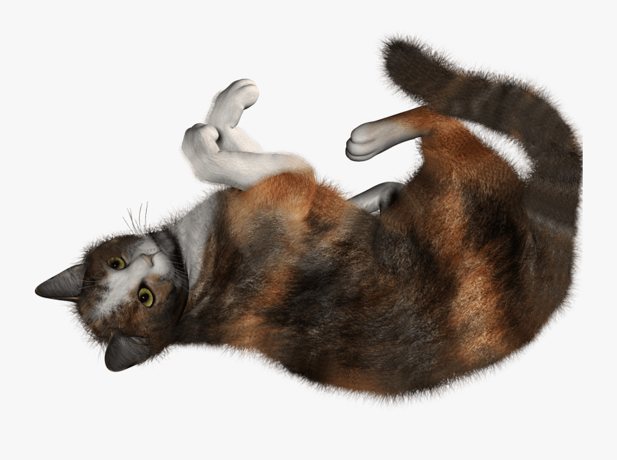 34 Cat Png Image Clipart Image - Cat Rolling Png, Transparent Clipart