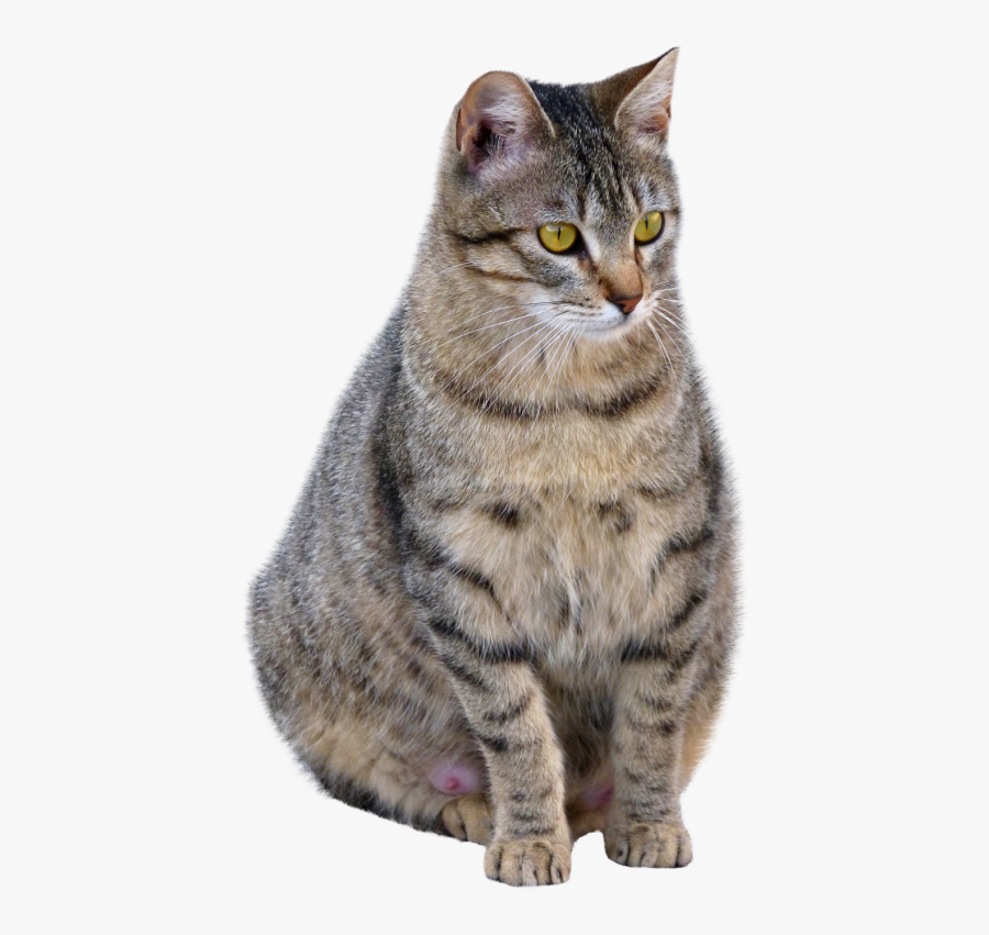 Cat Png Transparent Image - Cat Png Transparent, Transparent Clipart