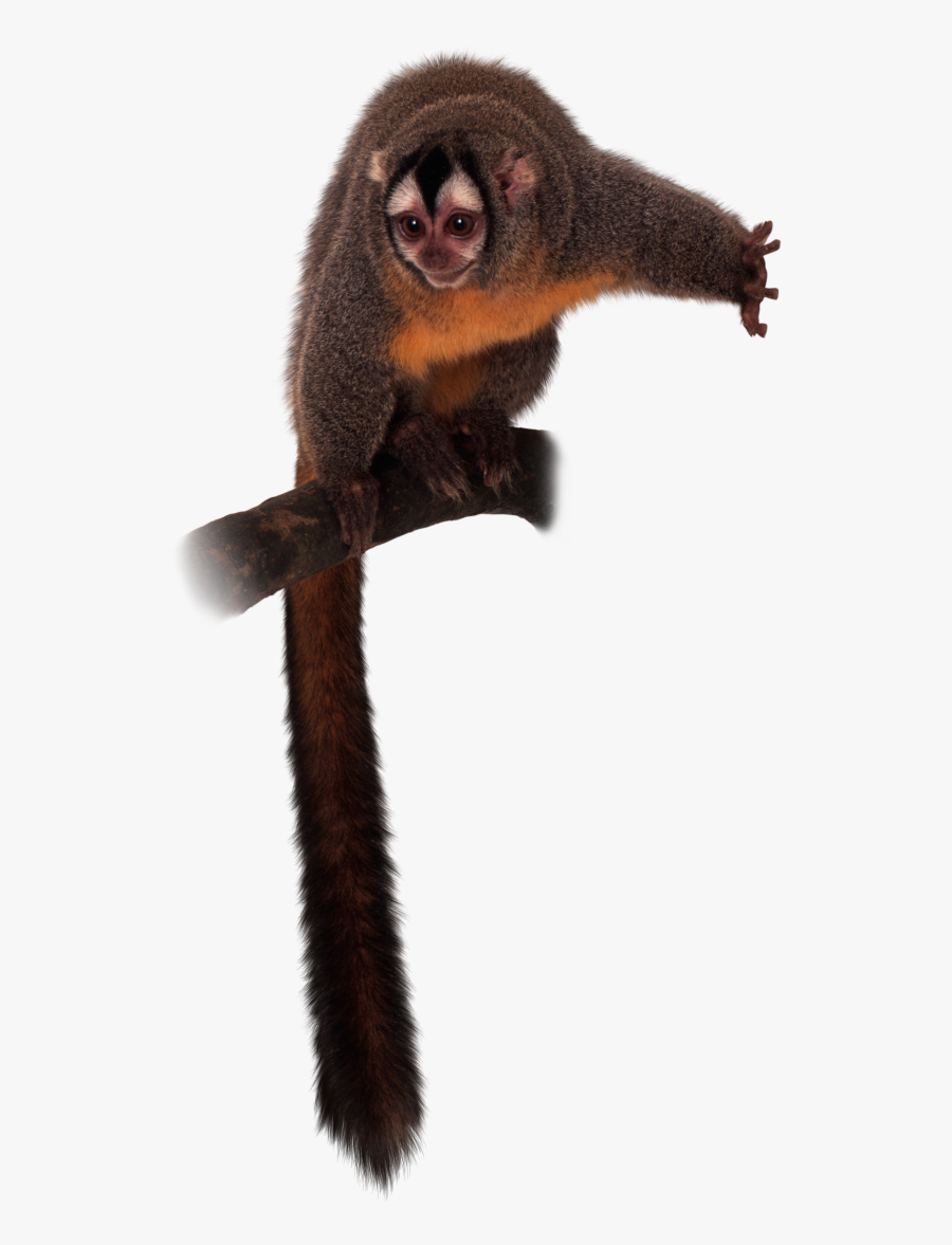 Howler Monkey Clipart Spider - Monkey, Transparent Clipart