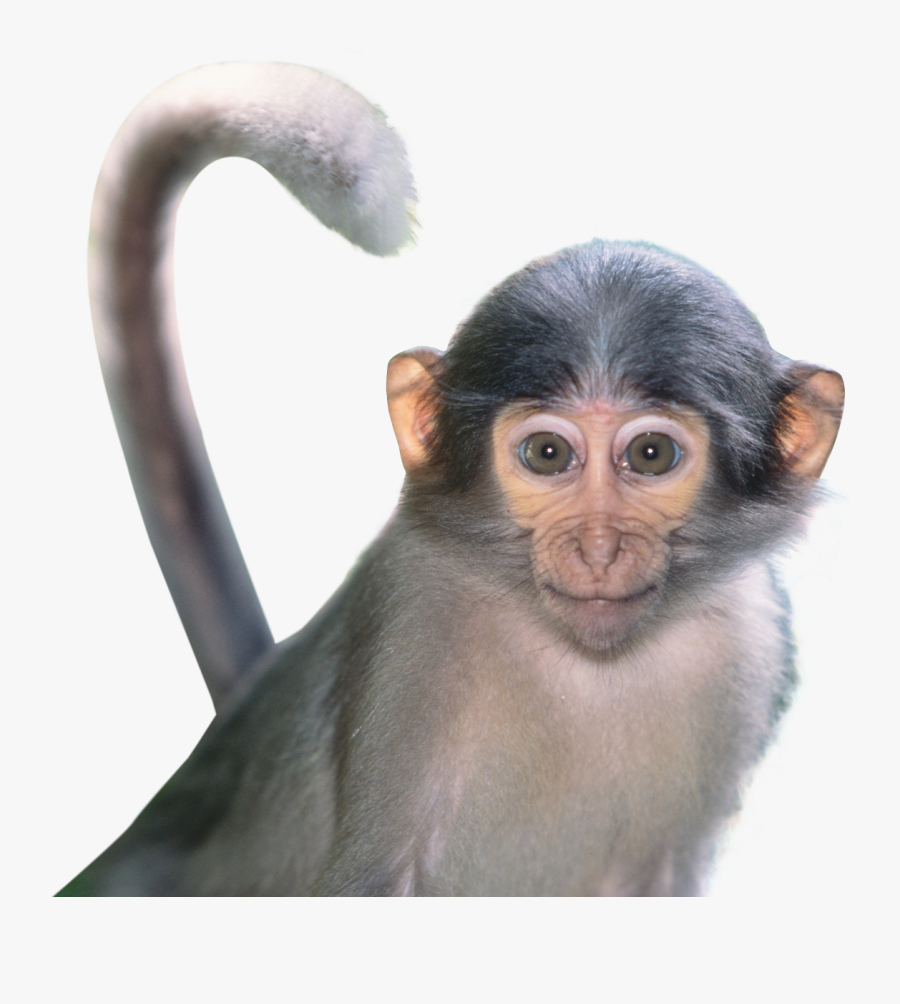 Funny Monkey Png - Portable Network Graphics, Transparent Clipart