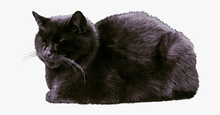 Cat - Black Cat Sleeping Png Transparent, Transparent Clipart
