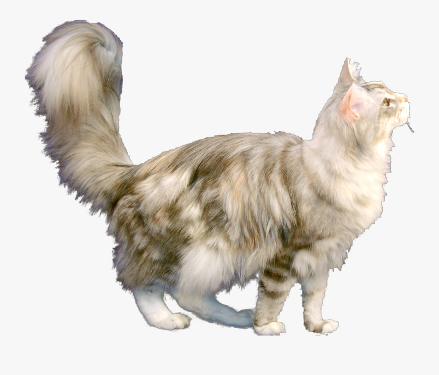 #chenoa The Maine Coon #cat #mainecoon #calicocat #ftecat - Domestic Long-haired Cat, Transparent Clipart