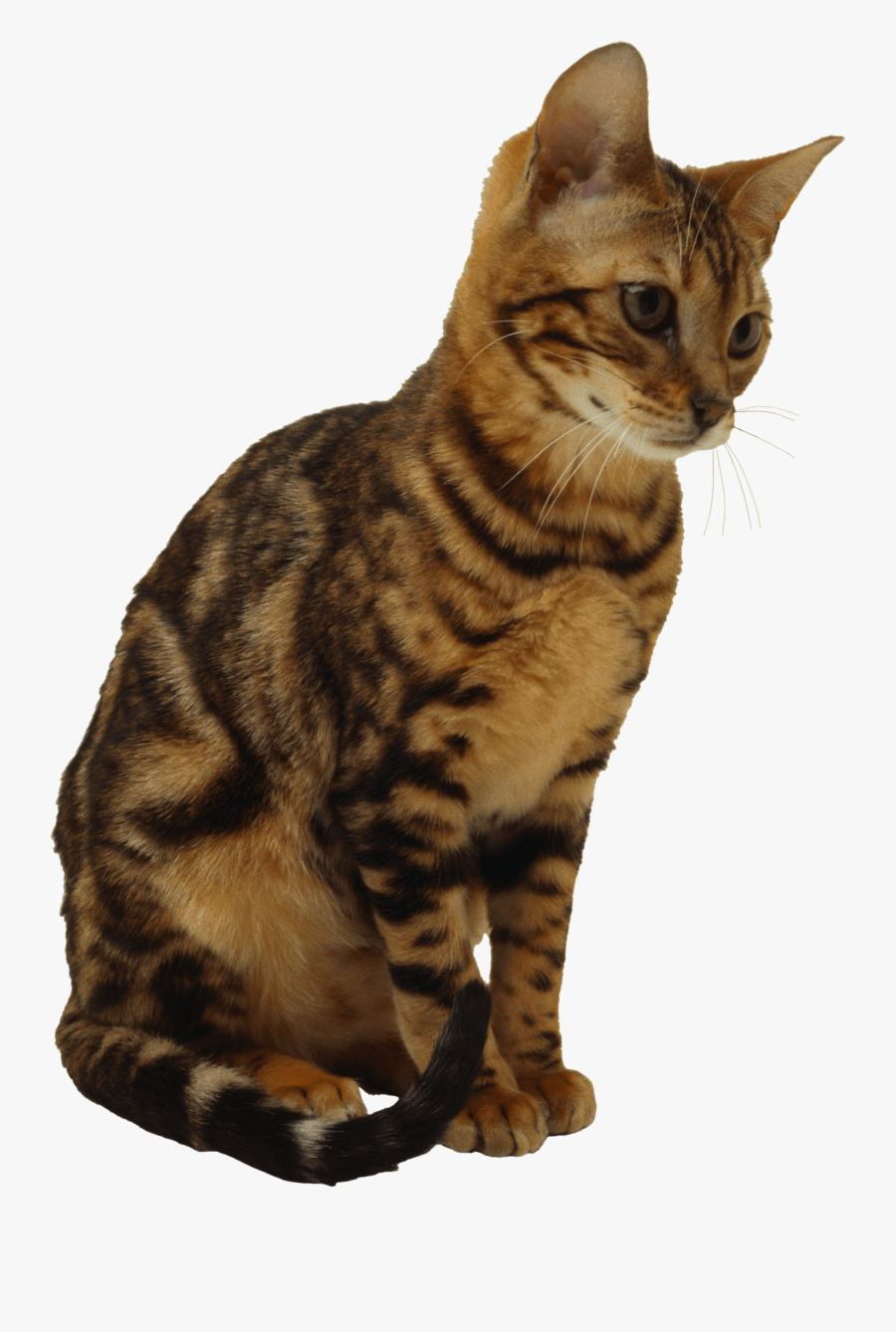 20 Kitten Png Image Download Picture - Cat Sitting Transparent Background, Transparent Clipart