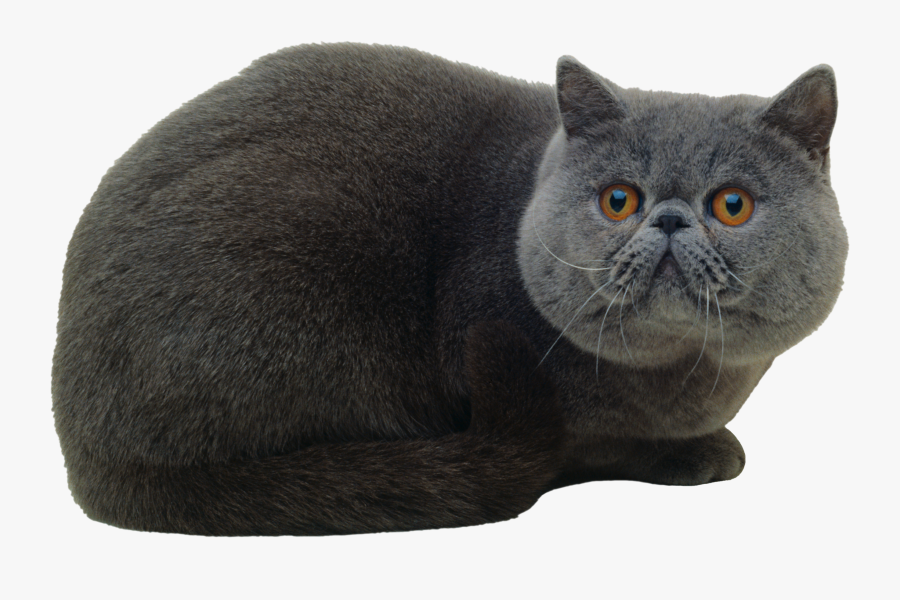 Cat Png - Cute Cat No Background, Transparent Clipart