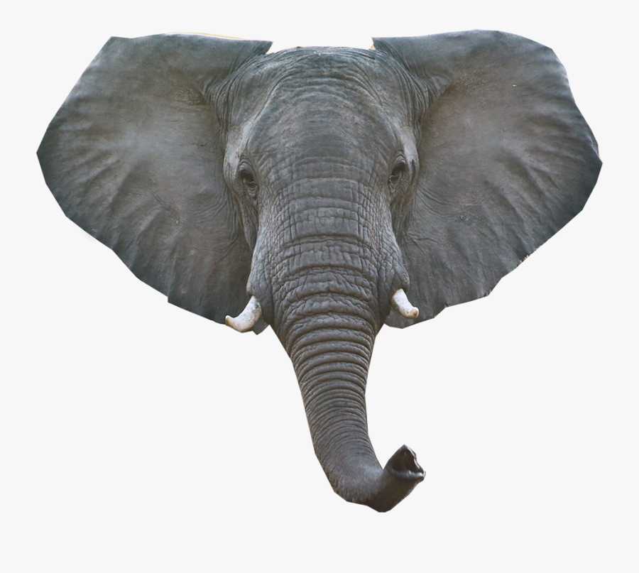 African Elephant Head Png, Transparent Clipart
