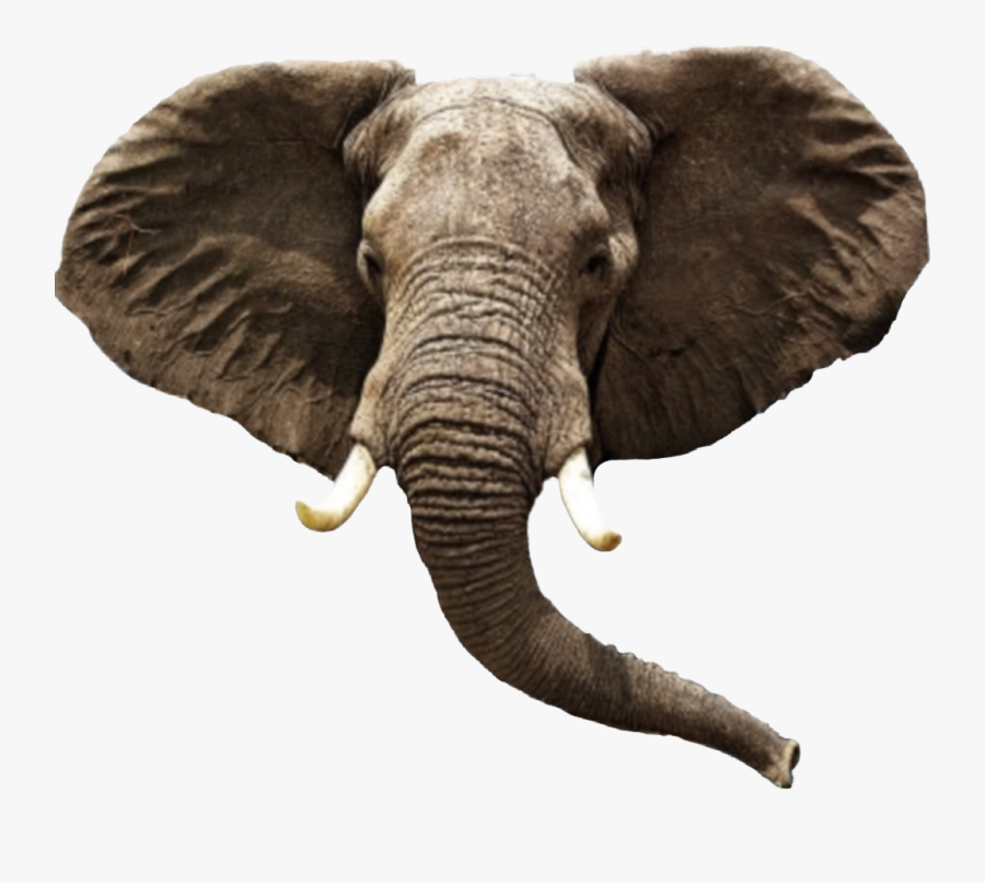 #elephant #head #elephanthead - African Elephant, Transparent Clipart