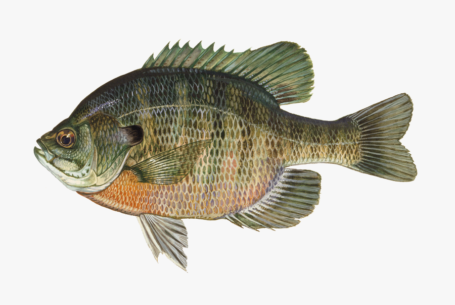 800 X 528 - Bluegill Fish, Transparent Clipart