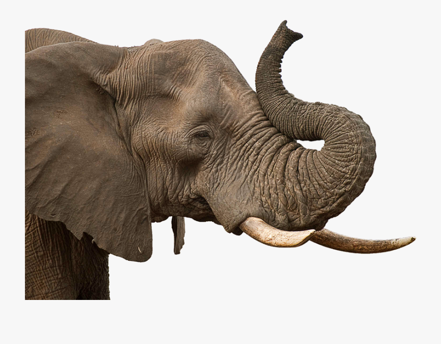 Download Free Elephant Png Transparent Images Transparent - Transparent African Elephant Png, Transparent Clipart