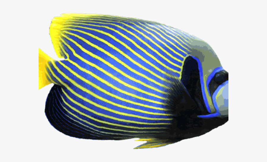 Angelfish White Background, Transparent Clipart