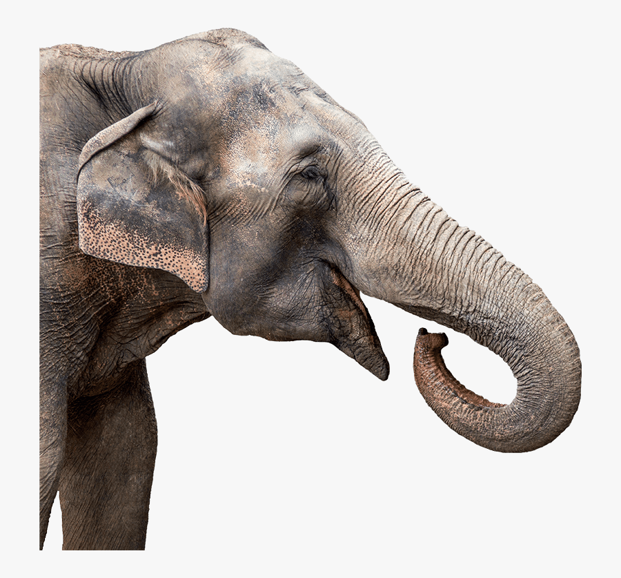 Transparent Animal Png - Elephant Head Png Transparent, Transparent Clipart