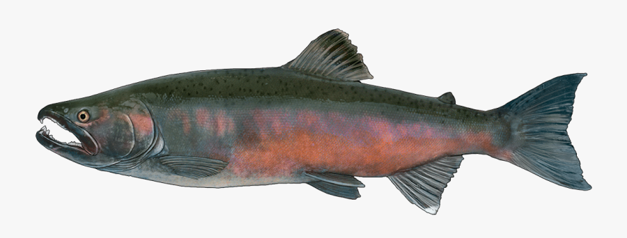 Transparent Trout Png - Красная Рыба На Камчатке, Transparent Clipart