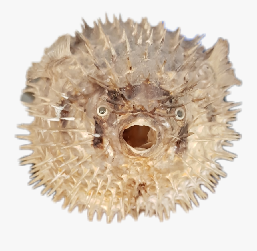 ##pescado #fish #pezglobo #pufferfish - Blowfish, Transparent Clipart