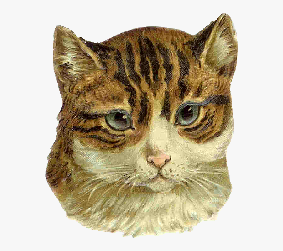 Cat, Transparent Clipart