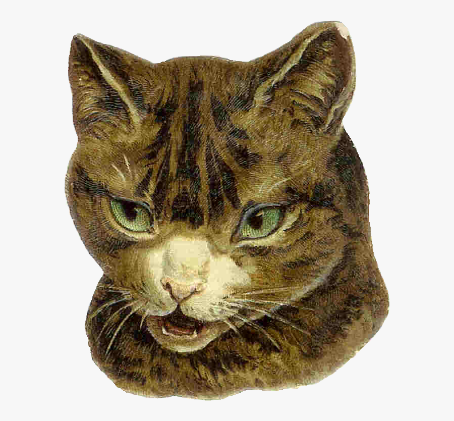 Domestic Short-haired Cat, Transparent Clipart