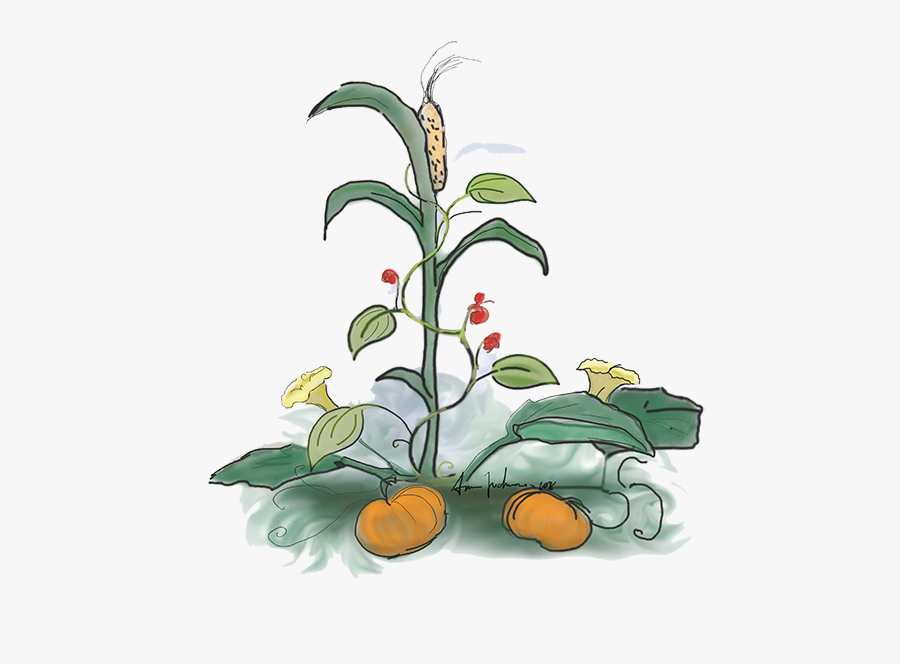 Companion Plantings At Goffle Brook Farms - Native American Three Sisters, Transparent Clipart