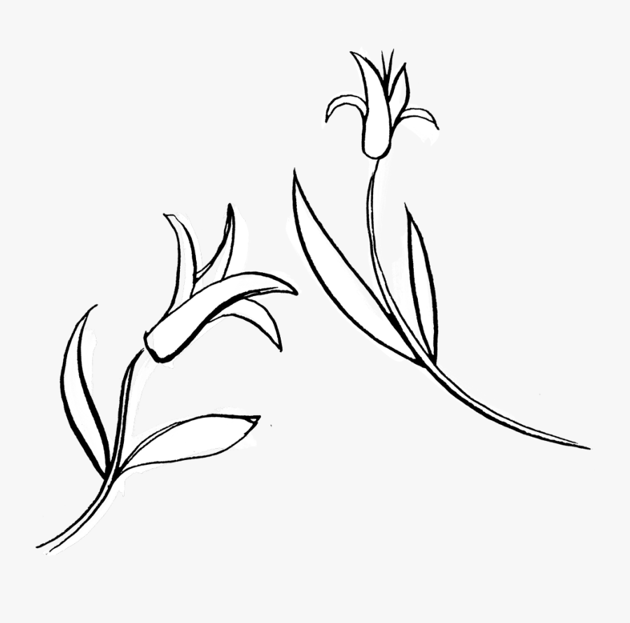 Sketch, Transparent Clipart