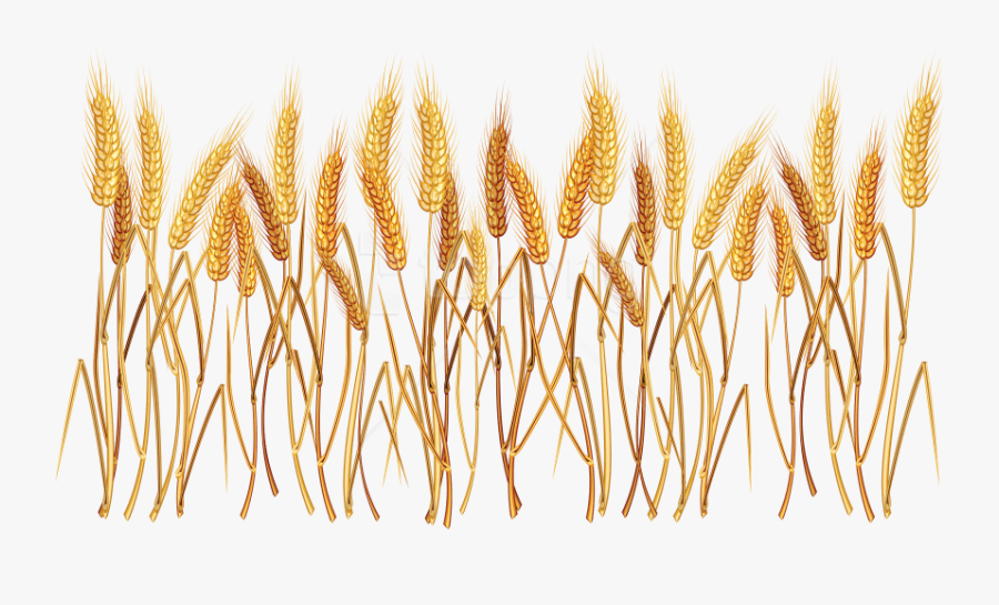 Free Png Wheat Png Images Transparent - Wheat Clipart Transparent Background, Transparent Clipart