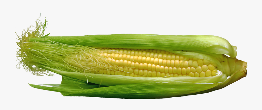 Maize, Transparent Clipart