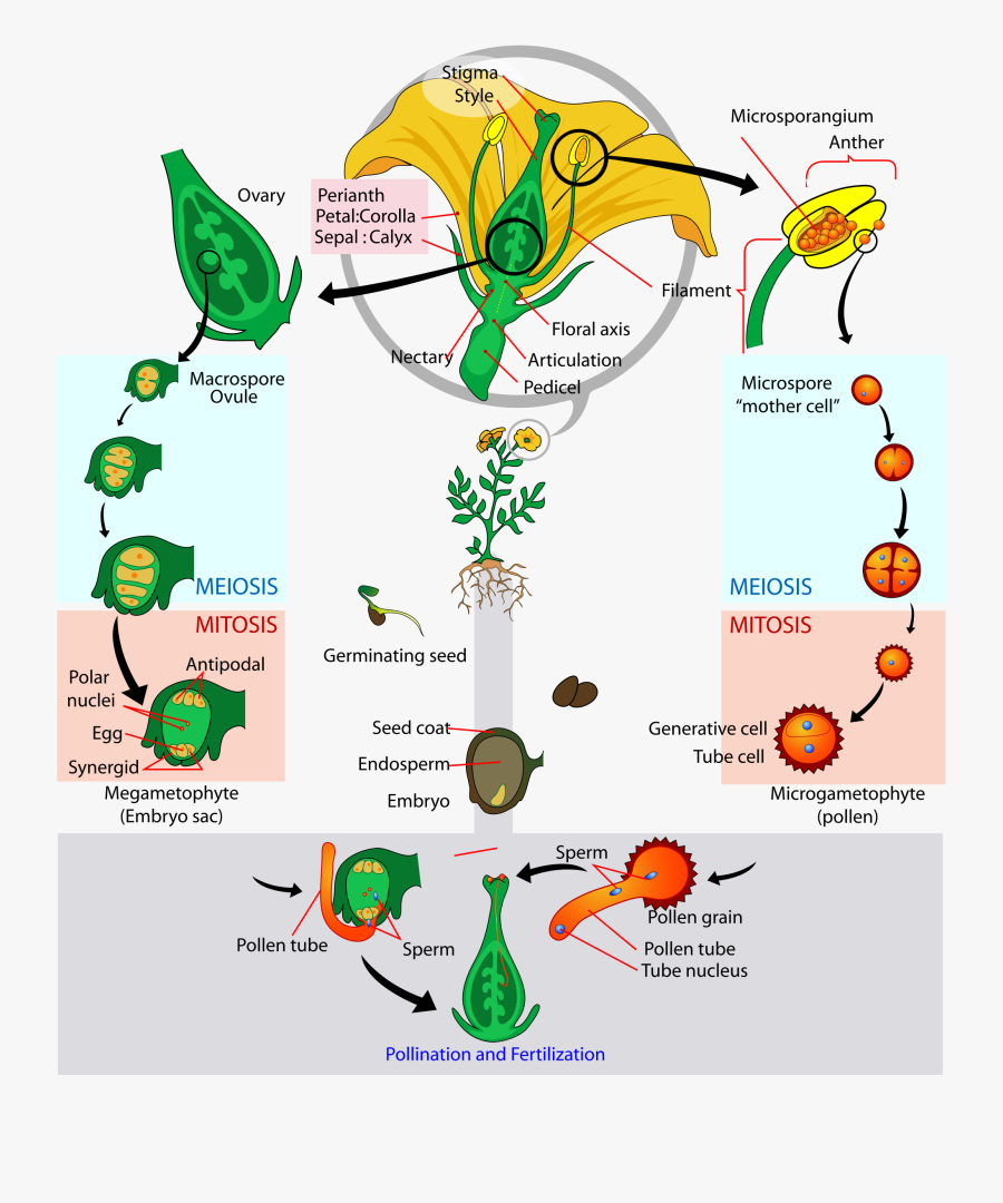 Angiosperm Life Cycle - Life Cycle Of Flowering Plants, Transparent Clipart