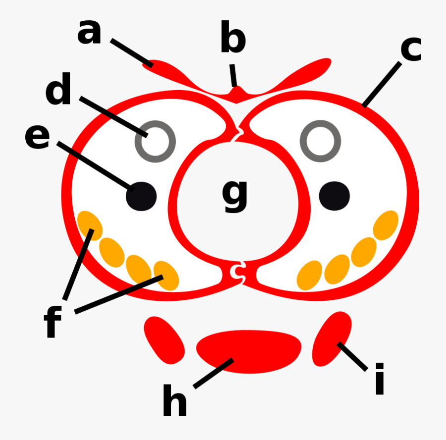 A Coloured Graphic Showing A Horizontal Cross-section - Lepidoptera Mouthparts, Transparent Clipart