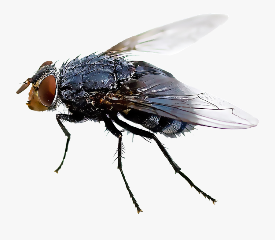 Black Fly Insect Mosquito Housefly - House Fly Transparent Background, Transparent Clipart