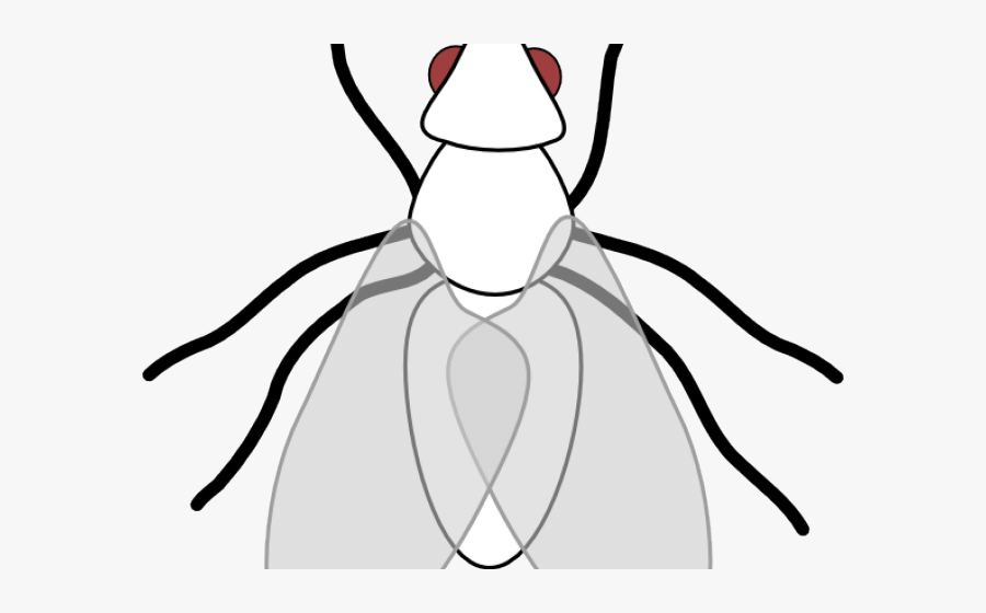 Housefly Cliparts - Fly Clipart Black And White, Transparent Clipart