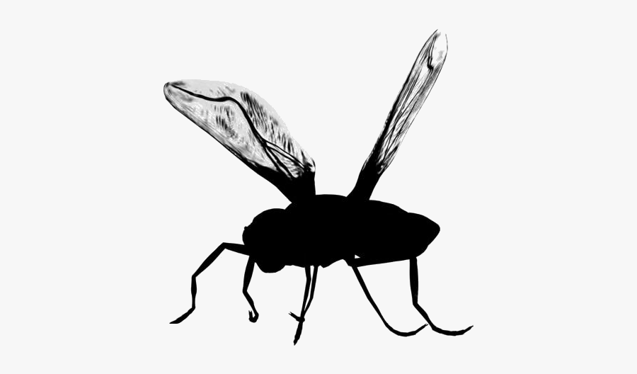 Housefly Insect Png Transparent Image - Bug Png, Transparent Clipart