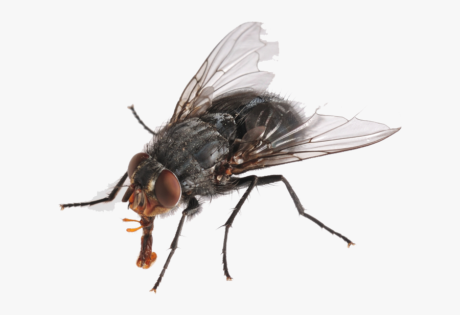 Flies Png Hd - Fly Png, Transparent Clipart