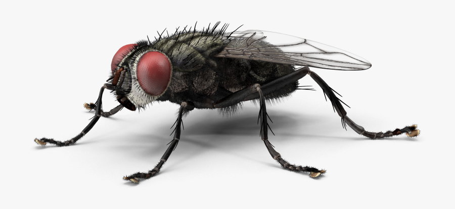 House Fly Png - Housefly, Transparent Clipart