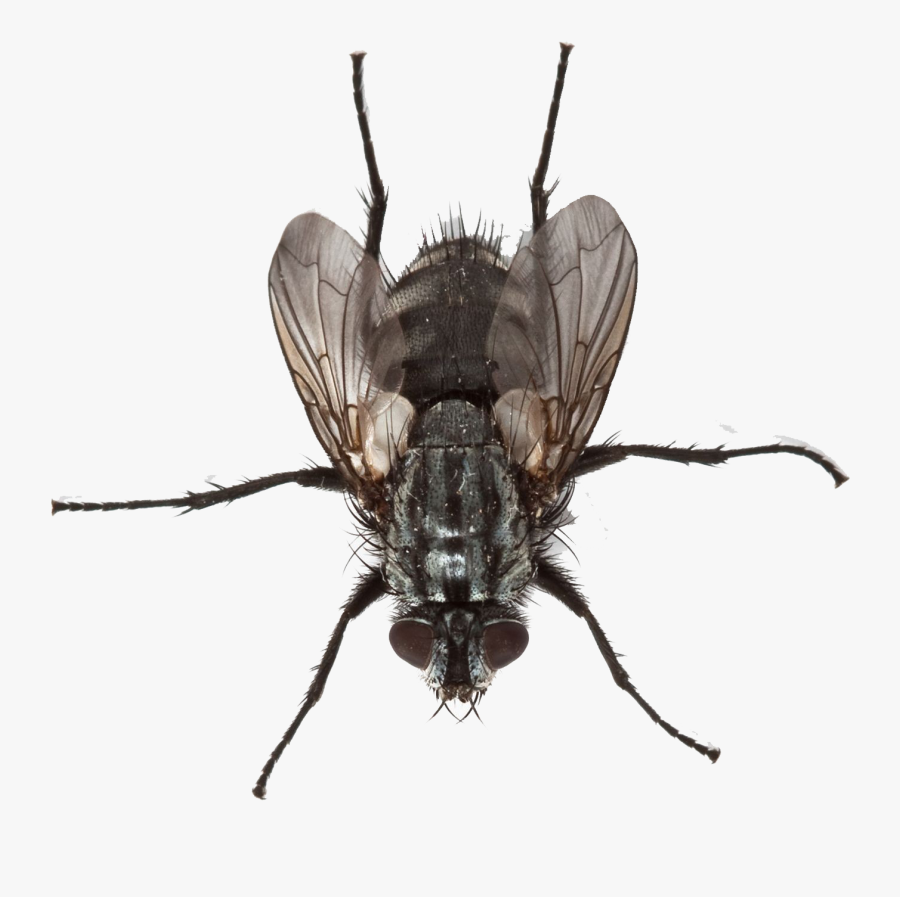 Fly Png Transparent Image - Png Housefly, Transparent Clipart