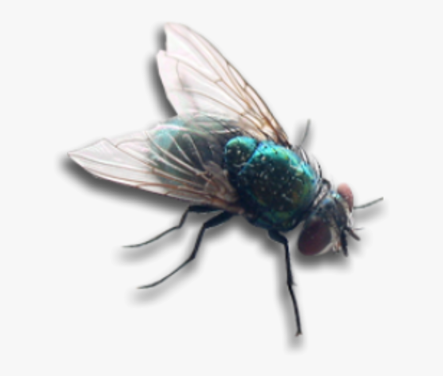 #housefly #fly #bug #insect #wings #overlay #decoration, Transparent Clipart