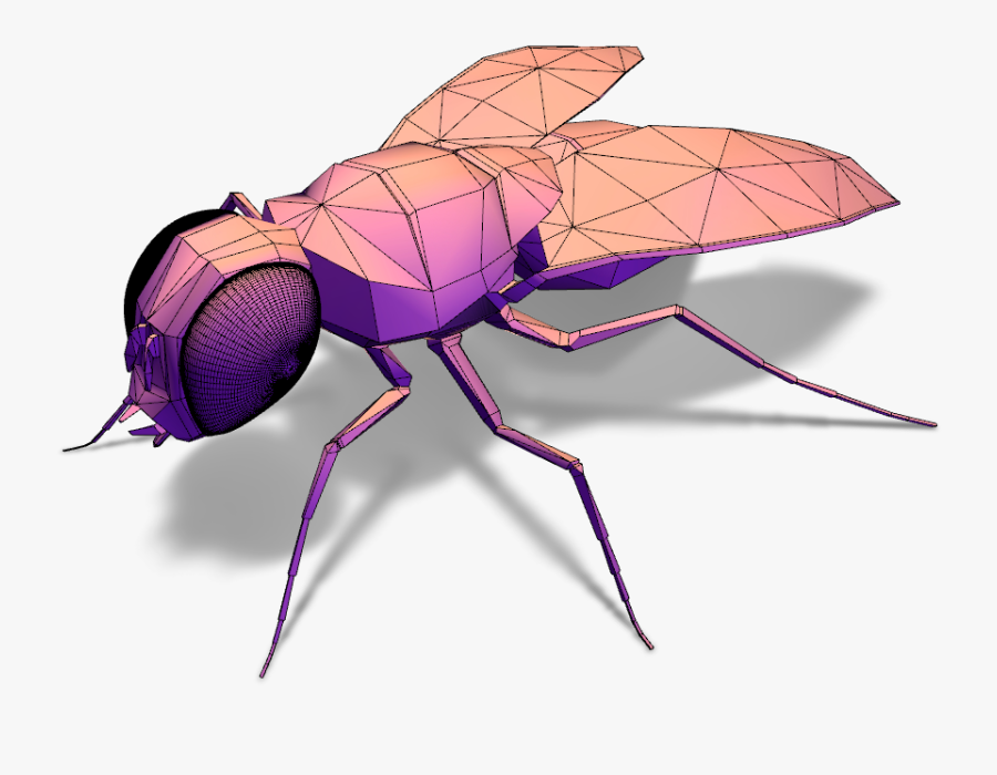 Transparent House Fly Png - Mosquito, Transparent Clipart