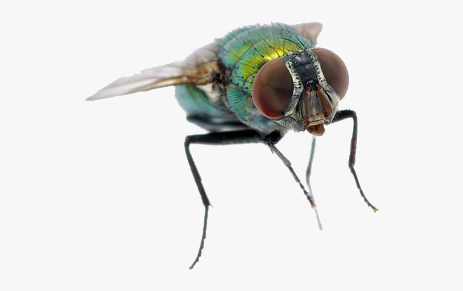 Fly Png - Housefly, Transparent Clipart