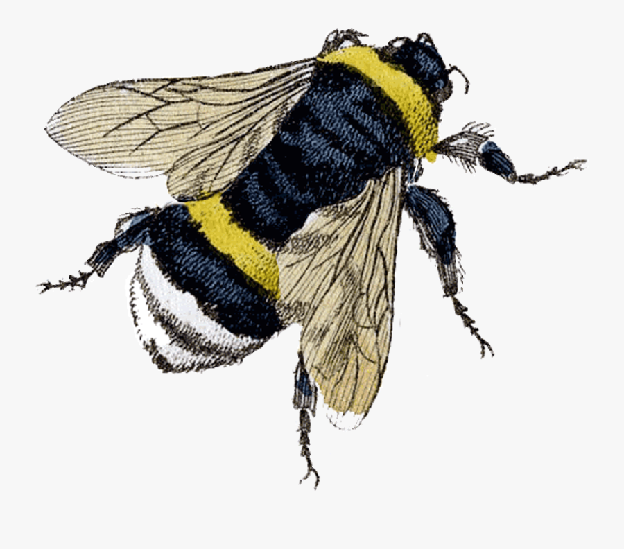 Flying Bee Png Clipart - Vintage Bumble Bee, Transparent Clipart