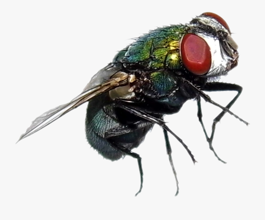 Flies Clipart Mosca - House Fly, Transparent Clipart