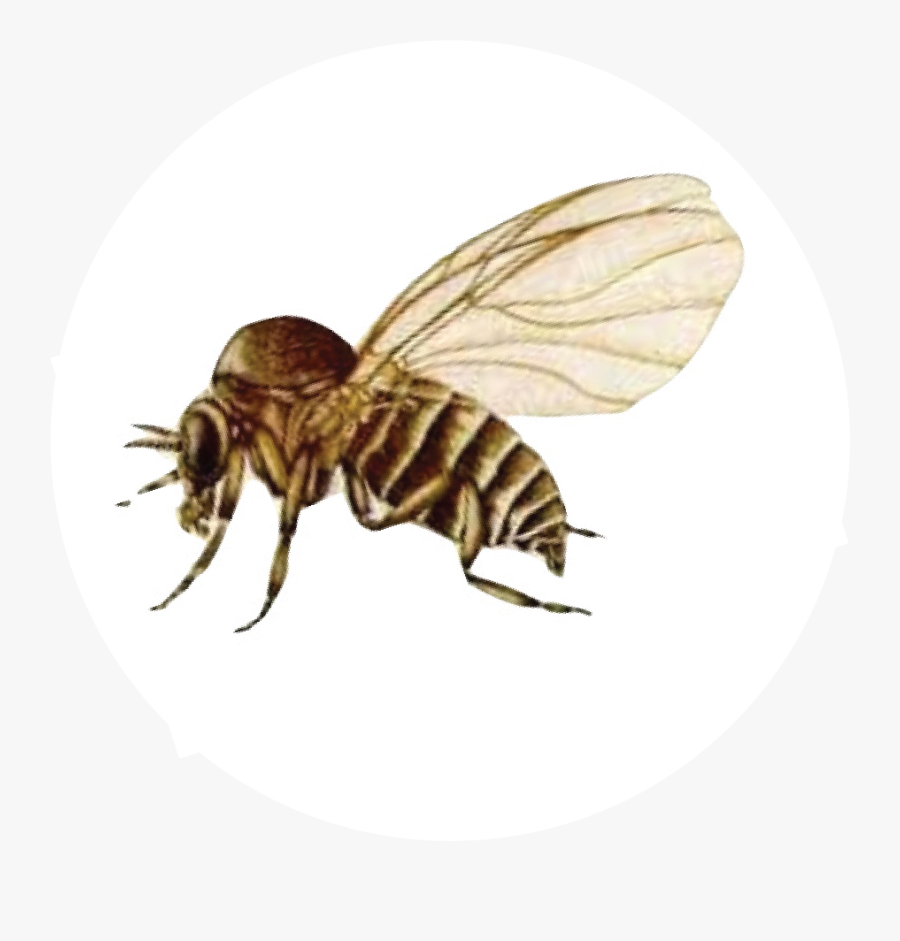 Clip Art Black Flies San Gabriel - Honeybee, Transparent Clipart