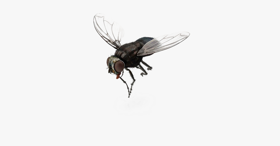 Green Fly Png Transparent File - Transparent Fly Png, Transparent Clipart